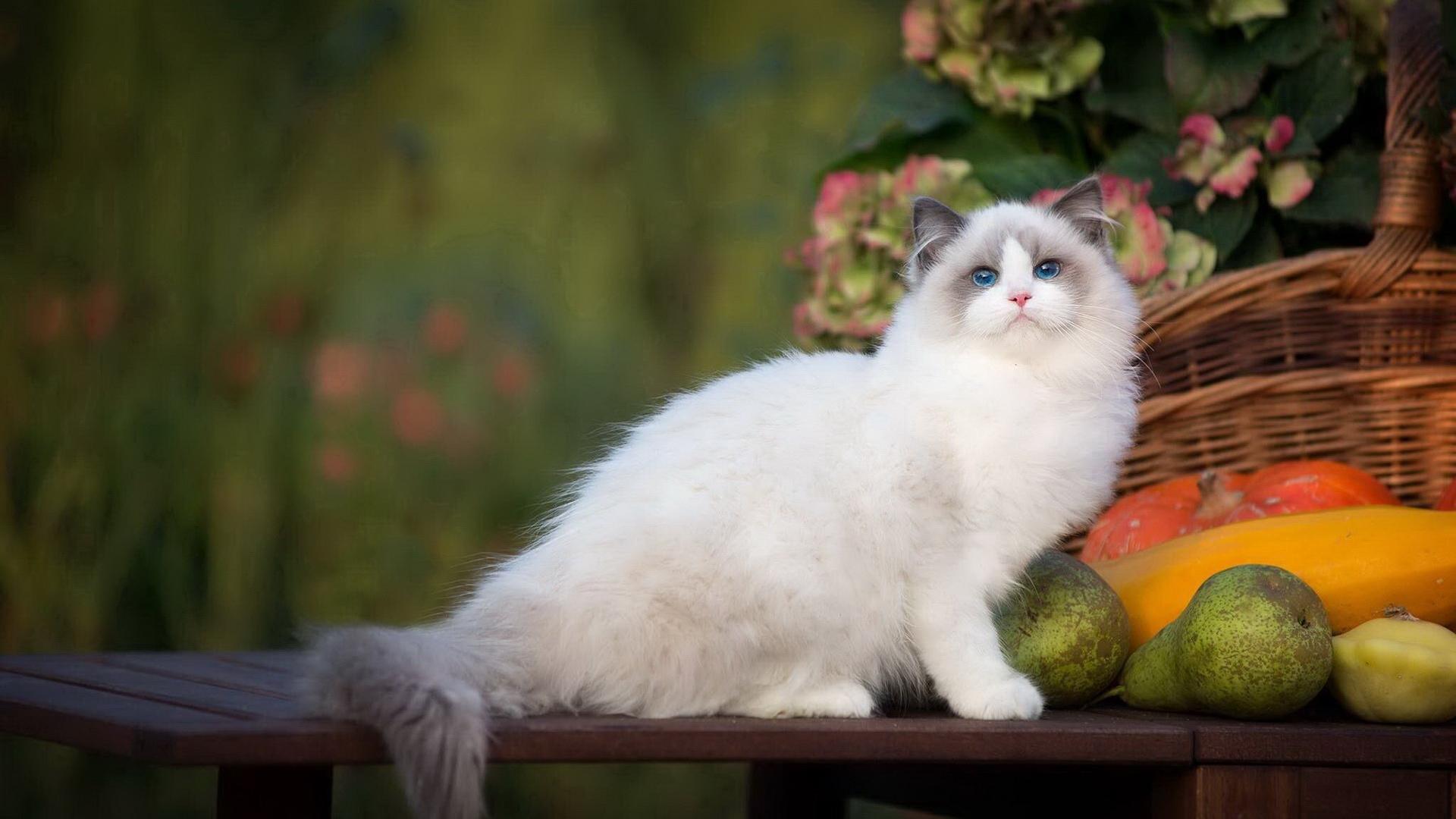 布偶小猫 呆萌精灵的高清壁纸之美