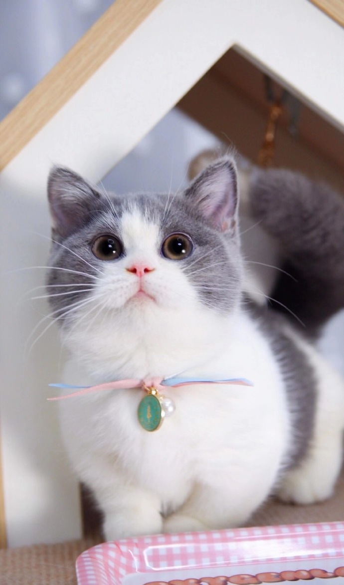 英短蓝白与蓝猫 两大经典品种的性格与养护全解析
