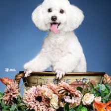 聚格宠物 用影像留住比熊犬的纯真瞬间