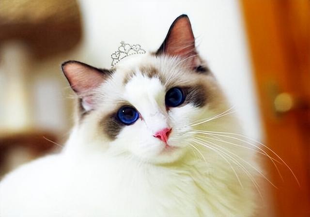 优雅与智慧的结合 巴厘猫品种全解析