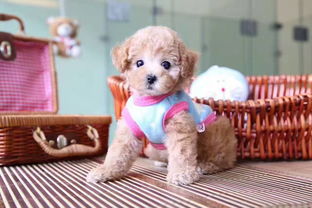精品犬舍直销 纯种迷你泰迪，晋城宠物狗选购指南