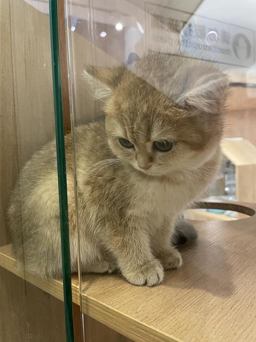 宠物店里超可爱的猫猫